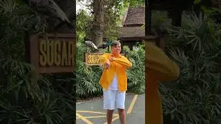 #elvingrey #элвингрей