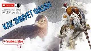 How a pheasant winters...