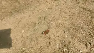 Павлиний глаз и лысуха 🦋 🐦
