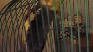 Кеша психанул
