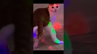 Кот