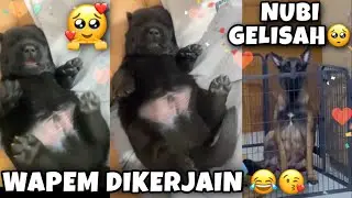 GEMESS... WAPEM MASIH KECIL UDAH DIKERJAIN SAMA PAPA THE GOLDEN 🤣