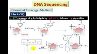 Maxam and Gilbert method DNA Sequencing  (English) Dr Essam Ibrahim