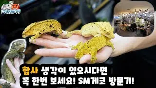 레오파드게코 전문샵에서 멀티샵으로 탈바꿈한 파충류샵의 모습은 어떨까요?