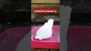 Paani paani hogyi 😀||#short #kabutar #paanipaani