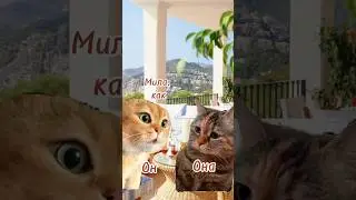 #отношения #юмор #говорящиекоты