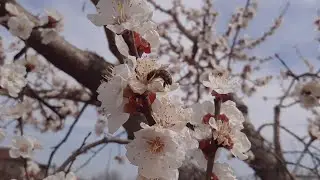 Цветение абрикоса , звезда ютуба!