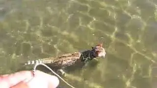 Полосатый рейс))
