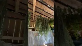 Комната с травами. Начало положено)