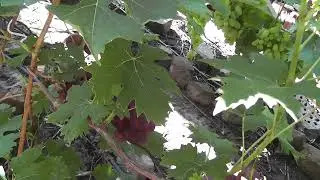 Сорт винограду "Катюша" - сезон 2022 # Grape variety "Katiusha" - season 2022