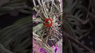 Chilochista parishii (Хилошиста или шилошиста париши) 