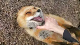 Hehehe's from Finnegan Fox