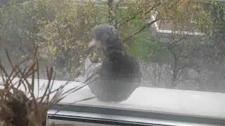 САНЯ ОБДОЛБАЛСЯ