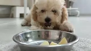 3 mth old toy poodle 1st time eating apple