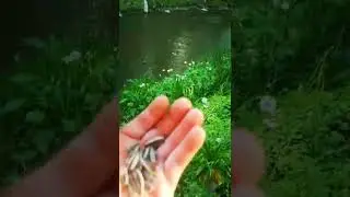 хариус в Москве