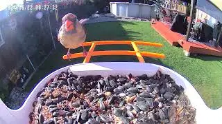 Our new video Bird Feeded…