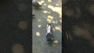 О чем воркует голубь...