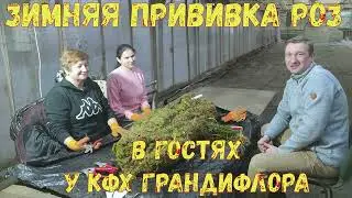 Зимняя прививка роз. Начало.