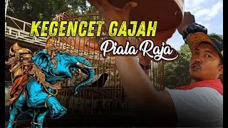 Murai Batu Suro Rambo SF Pekalongan Kegencet Gajah di Piala nRaja 24