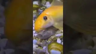 what is this fish doing?