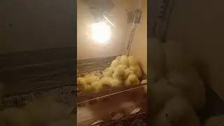 Купили суточных бройлерных цыплят.🐤🐤🐤🐤🐤🐤