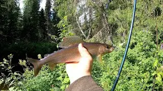 За хариусом по новой речушке.