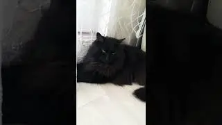 #кисонька #кошки #cat #кошка #отдыхает #миша