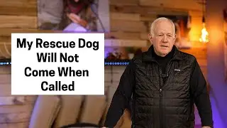 My Rescue Dog Will Not Come When Called