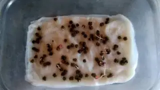 Посадка свеклы в открытый грунт
