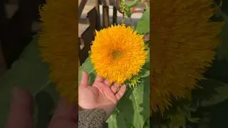 🌻🐝        #sunflower #bee #garden #backyard #texas #zone9b #spring #may2024  #shorts