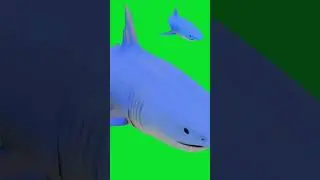 GREENSCREEN VIDEO CHROMAKEY VIDEO BACKGROUND CHANGE SHARK UNDER WATER ANIMAL SEA FISH DANGEROUS