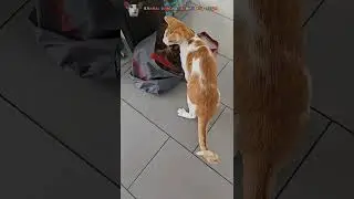 Сумочный скач 😸🐎 