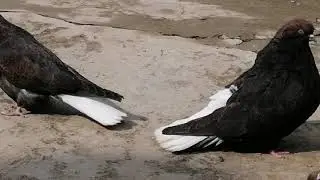 Мелитопольские голуби. Ликбез.