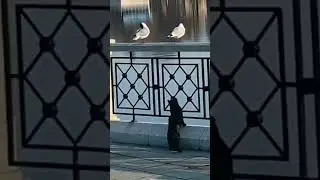 Bird drop sh!t  #cat #cute #birds #shorts