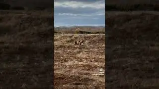 А на Камчатке ходят медведи.