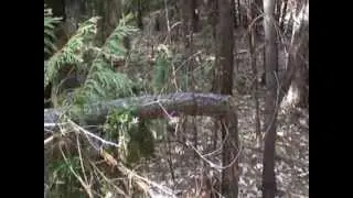 Evidence for The Bigfoot screams (longest audio in the world) Clipper mills,Ca.
