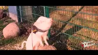 Little pig thinks he's the king of the jungle