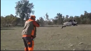 MANİSA KÖPRÜBAŞI TÜLLÜCE DOMUZ AVI(TURKEY WİLD BOAR HUNT)