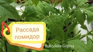 🍅Tomato seedlings🍅 /// 🏵️Rukodelie Goplay🏵️