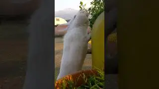 cute rabbit 
