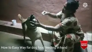 how to feed the dog food to easy way