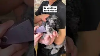 Doggy Daily Episode 297: Merlie Wren the Toy Poodle 🐾 