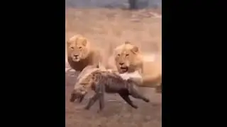 hyena vs lion fight ll lion vs hyena fight death ll#viral #video #youtubevideo