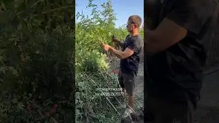 Как Подготавливают Штамбовые Розы к Пересылке #розыартема #штамбовыерозы #сад #дача #огород #garden