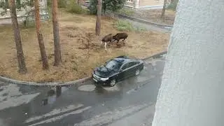 Зареченец снял на видео схватку лосей