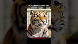 पैदा करने वाले से पालने वाला बड़ा होता है 🐯 #shorts #explain #moonlite
