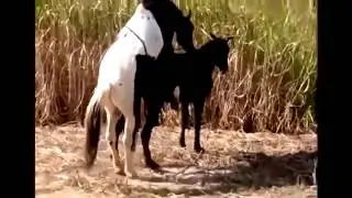 Animals Having Sex Breeding Reproducing Caballos Calientes Horses Mating ~ Best Funny Animals 2014 b