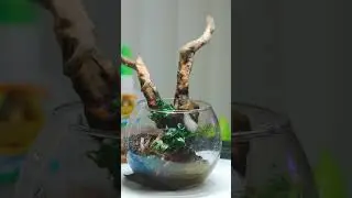 The Smallest Aquascape that I've ever made!