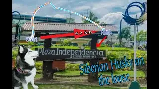 Siberian Husky on the loose | Walks 8.4 km