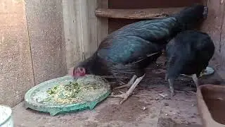 La crianza mutua con nuestras gallinas